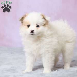 Tulip, Pomeranian Puppy